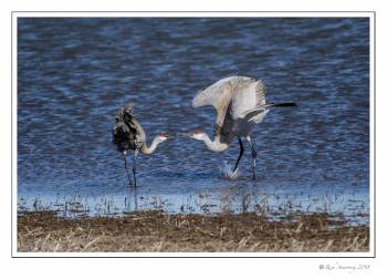 crane dance 1.jpg